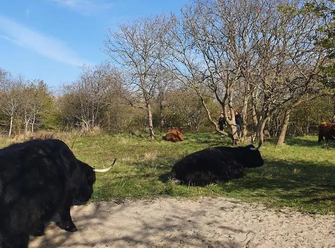 Scheveningen Sea Side Guest house The Hague